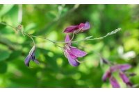 Lespedeza bicolore - Lespedeza bicolor - Haie champetre  - Pepiniere Alsace - Vegetal Local Nord Est - Bio - Jardin forêt comestible - fruitier - permaculture