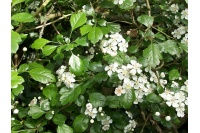 Aubépine à deux styles - Crataegus laevigata  - Haie champetre  - Pepiniere Alsace - Vegetal Local Nord Est - Bio - Jardin forêt comestible - fruitier - permaculture