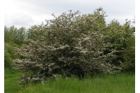 Aubépine monogyne - Crataegus monogyna  - Haie champetre  - Pepiniere Alsace - Vegetal Local Nord Est - Bio - Jardin forêt comestible - fruitier - permaculture