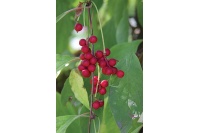 Baie aux 5 saveurs – Liane - Schisandra chinensis - Haie champetre  - Pepiniere Alsace - Vegetal Local Nord Est - Bio - Jardin forêt comestible - fruitier - permaculture