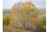 Bouleau- Betula pendula - Haie champetre  - Pepiniere Alsace - Vegetal Local Nord Est - Bio - Jardin forêt comestible - fruitier - permaculture