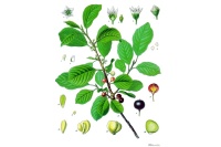 Bourdaine - Frangula alnus  - Haie champetre  - Pepiniere Alsace - Vegetal Local Nord Est - Bio - Jardin forêt comestible - fruitier - permaculture