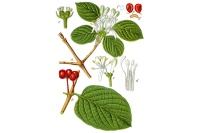 Camérisier à balai - Lonicera xylosteum - Haie champetre  - Pepiniere Alsace - Vegetal Local Nord Est - Bio - Jardin forêt comestible - fruitier - permaculture