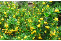 Épine-vinette à feuilles de Buis - Vinettier nain - Berberis buxifolia ‘Nana’  - Haie champetre  - Pepiniere Alsace - Vegetal Local Nord Est - Bio - Jardin forêt comestible - fruitier - permaculture