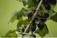 Caseille ‘Josta’ - Ribes nigrum x divaricatum x uva-crispa - Haie champetre  - Pepiniere Alsace - Vegetal Local Nord Est - Bio - Jardin forêt comestible - fruitier - permaculture