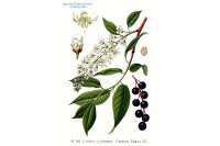 Cerisier à grappe - Prunus padus - Haie champetre  - Pepiniere Alsace - Vegetal Local Nord Est - Bio - Jardin forêt comestible - fruitier - permaculture