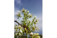 Cerisier de Sainte-Lucie - Prunus mahaleb - Haie champetre  - Pepiniere Alsace - Vegetal Local Nord Est - Bio - Jardin forêt comestible - fruitier - permaculture