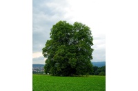 Charme - Carpinus betulus - Haie champetre  - Pepiniere Alsace - Vegetal Local Nord Est - Bio - Jardin forêt comestible - fruitier - permaculture