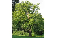 Châtaignier - Castanea sativa - Haie champetre  - Pepiniere Alsace - Vegetal Local Nord Est - Bio - Jardin forêt comestible - fruitier - permaculture