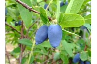Chèvrefeuille comestible – Baie de mai ‘Edulis’ - Lonicera caerulea  - Haie champetre  - Pepiniere Alsace - Vegetal Local Nord Est - Bio - Jardin forêt comestible - fruitier - permaculture