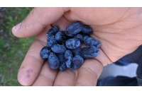 Chèvrefeuille comestible – Baie de mai ‘Redwood’ - Lonicera caerulea  - Haie champetre  - Pepiniere Alsace - Vegetal Local Nord Est - Bio - Jardin forêt comestible - fruitier - permaculture
