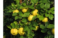 Cognassier 'Leskovac' - Cydonia oblonga - Haie champetre  - Pepiniere Alsace - Vegetal Local Nord Est - Bio - Jardin forêt comestible - fruitier - permaculture