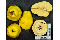 cognassier_vranja_-_cydonia_oblonga_-_pepiniere_alsace_vegetal_local_bio_-_fruit_2055085722