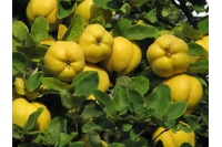 Cognassier 'Wolgogradskaja Miagkoplodnaja' - Cydonia oblonga - Haie champetre  - Pepiniere Alsace - Vegetal Local Nord Est - Bio - Jardin forêt comestible - fruitier - permaculture