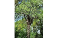Cormier - Sorbus domestica - Haie champetre  - Pepiniere Alsace - Vegetal Local Nord Est - Bio - Jardin forêt comestible - fruitier - permaculture