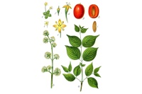 Cornouiller mâle - Cornus mas - Haie champetre  - Pepiniere Alsace - Vegetal Local Nord Est - Bio - Jardin forêt comestible - fruitier - permaculture