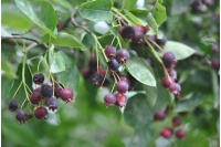 Amelanchier bas amelanchier humilis Haie champetre  - Pepiniere Alsace - Vegetal Local Nord Est- Bio - Jardin forêt comestible - fruitier - permaculture 