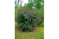 Épine-vinette - Berberis vulgaris - Haie champetre  - Pepiniere Alsace - Vegetal Local Nord Est - Bio - Jardin forêt comestible - fruitier - permaculture