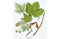 Érable sycomore - Acer pseudoplatanus  - Haie champetre  - Pepiniere Alsace - Vegetal Local Nord Est - Bio - Jardin forêt comestible - fruitier - permaculture