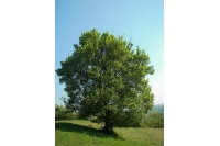 Érable champêtre - Acer campestre - Haie champetre  - Pepiniere Alsace - Vegetal Local Nord Est - Bio - Jardin forêt comestible - fruitier - permaculture