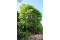 Érable plane - Acer platanoides  - Haie champetre  - Pepiniere Alsace - Vegetal Local Nord Est - Bio - Jardin forêt comestible - fruitier - permaculture