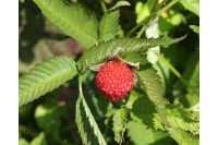 Framboisier Fraise Japonais - Rubus illecebrosus - Haie champetre  - Pepiniere Alsace - Vegetal Local Nord Est - Bio - Jardin forêt comestible - fruitier - permaculture