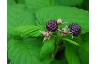 Framboisier 'Glen Coe' - Rubus idaeus - Haie champetre  - Pepiniere Alsace - Vegetal Local Nord Est - Bio - Jardin forêt comestible - fruitier - permaculture