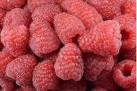 Framboisier 'Heritage' - Rubus idaeus - Haie champetre  - Pepiniere Alsace - Vegetal Local Nord Est - Bio - Jardin forêt comestible - fruitier - permaculture