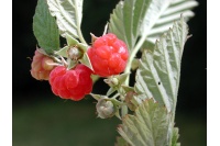 Framboisier 'September' - Rubus idaeus - Haie champetre  - Pepiniere Alsace - Vegetal Local Nord Est - Bio - Jardin forêt comestible - fruitier - permaculture