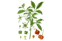 Fusain d’Europe - Euonymus europeaus - Haie champetre  - Pepiniere Alsace - Vegetal Local Nord Est - Bio - Jardin forêt comestible - fruitier - permaculture