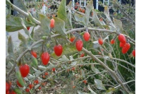 Goji - Lycium barbarum - Haie champetre  - Pepiniere Alsace - Vegetal Local Nord Est - Bio - Jardin forêt comestible - fruitier - permaculture
