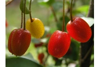 Goumi du Japon - Elaeagnus multiflora - Haie champetre  - Pepiniere Alsace - Vegetal Local Nord Est - Bio - Jardin forêt comestible - fruitier - permaculture