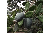 Goyavier du Brésil 'Apollo' - Feijoa sellowiana - Haie champetre  - Pepiniere Alsace - Vegetal Local Nord Est - Bio - Jardin forêt comestible - fruitier - permaculture