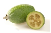 Goyavier du Brésil 'Coolridge' ou ‘Gemini’ - Feijoa sellowiana - Haie champetre  - Pepiniere Alsace - Vegetal Local Nord Est - Bio - Jardin forêt comestible - fruitier - permaculture