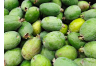 Goyavier du Brésil 'Mammouth' - Feijoa sellowiana  - Haie champetre  - Pepiniere Alsace - Vegetal Local Nord Est - Bio - Jardin forêt comestible - fruitier - permaculture