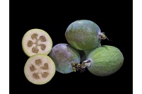 Goyavier du Brésil (variété commune) - Feijoa sellowiana  - Haie champetre  - Pepiniere Alsace - Vegetal Local Nord Est - Bio - Jardin forêt comestible - fruitier - permaculture
