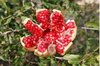 Grenadier 'Mollar de Elche' - Punica granatum - Haie champetre  - Pepiniere Alsace - Vegetal Local Nord Est - Bio - Jardin forêt comestible - fruitier - permaculture