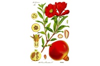 Grenadier 'Fina Tendral' - Punica granatum - Haie champetre  - Pepiniere Alsace - Vegetal Local Nord Est - Bio - Jardin forêt comestible - fruitier - permaculture
