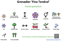 grenadier_fina_tendral _ résumé