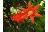 Grenadier 'Fina Tendral' - Punica granatum - Haie champetre  - Pepiniere Alsace - Vegetal Local Nord Est - Bio - Jardin forêt comestible - fruitier - permaculture