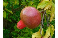 Grenadier 'Fina Tendral' - Punica granatum - Haie champetre  - Pepiniere Alsace - Vegetal Local Nord Est - Bio - Jardin forêt comestible - fruitier - permaculture