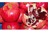 Grenadier 'Fina Tendral' - Punica granatum - Haie champetre  - Pepiniere Alsace - Vegetal Local Nord Est - Bio - Jardin forêt comestible - fruitier - permaculture