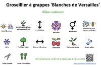 groseillier_a_grappes_blanches_de_versailles _ résumé