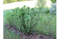 Groseillier à grappes 'Blanches de Versailles' - Ribes sativum - Haie champetre  - Pepiniere Alsace - Vegetal Local Nord Est - Bio - Jardin forêt comestible - fruitier - permaculture