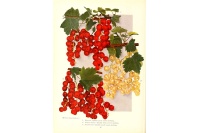 Groseillier à grappes 'Blanches de Versailles' - Ribes sativum - Haie champetre  - Pepiniere Alsace - Vegetal Local Nord Est - Bio - Jardin forêt comestible - fruitier - permaculture