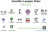 groseillier_a_grappes_rolan _ résumé