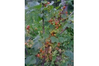 Groseillier à grappes 'Rolan' - Ribes rubrum - Haie champetre  - Pepiniere Alsace - Vegetal Local Nord Est - Bio - Jardin forêt comestible - fruitier - permaculture