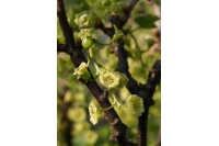 Groseillier à grappes 'Rolan' - Ribes rubrum - Haie champetre  - Pepiniere Alsace - Vegetal Local Nord Est - Bio - Jardin forêt comestible - fruitier - permaculture