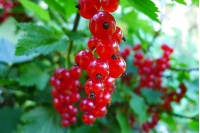 Groseillier à grappes 'Rolan' - Ribes rubrum - Haie champetre  - Pepiniere Alsace - Vegetal Local Nord Est - Bio - Jardin forêt comestible - fruitier - permaculture