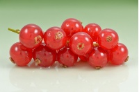 Groseillier à grappes 'Rouges de Versailles' - Ribes rubrum - Haie champetre  - Pepiniere Alsace - Vegetal Local Nord Est - Bio - Jardin forêt comestible - fruitier - permaculture